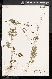 Bidens bipinnata image