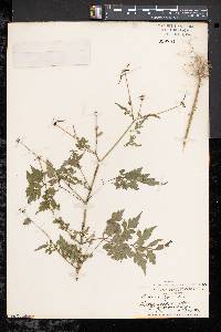 Bidens bipinnata image