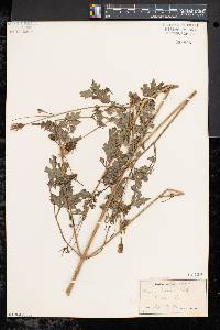 Bidens bipinnata image