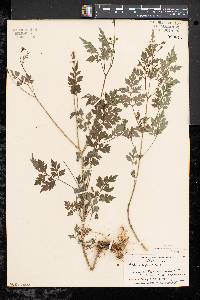 Bidens bipinnata image