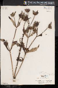 Bidens tripartita image