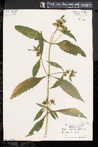 Bidens tripartita image