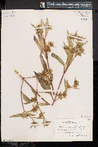 Bidens tripartita image