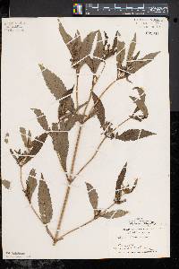 Bidens tripartita image