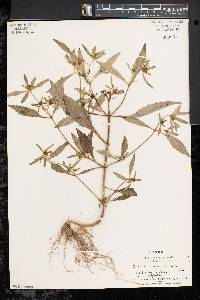 Bidens tripartita image