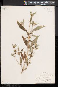 Bidens tripartita image