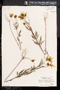 Bidens trichosperma image