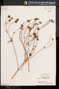 Bidens trichosperma image