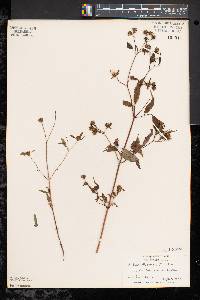 Bidens discoidea image