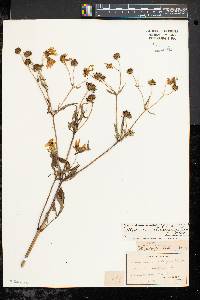 Bidens polylepis image