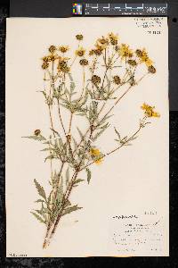 Bidens polylepis image