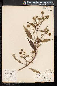 Bidens tripartita image