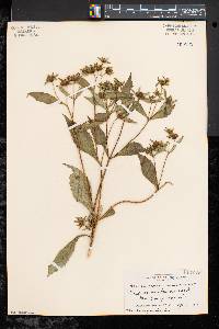 Bidens tripartita image