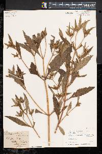 Bidens connata image