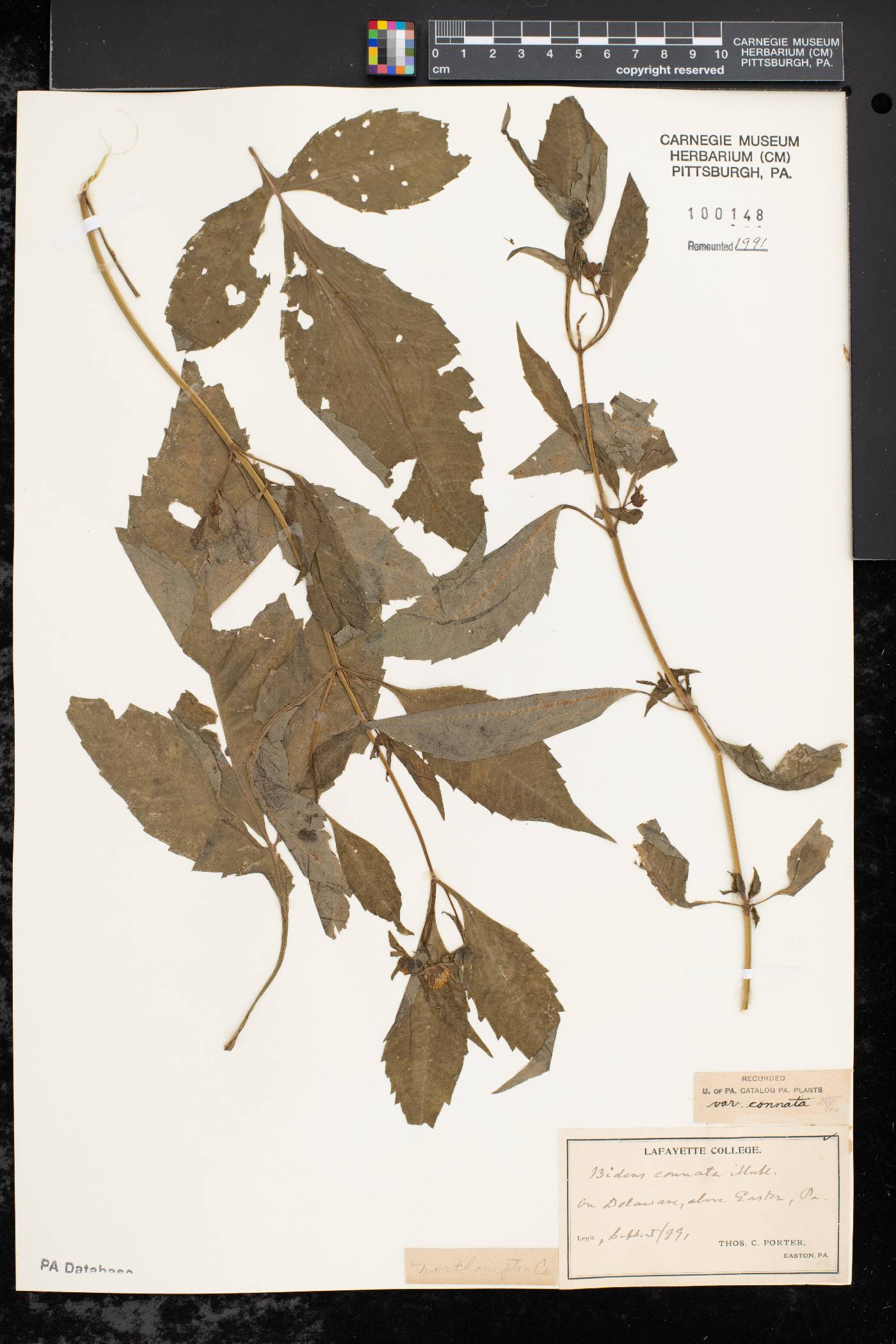 Bidens connata var. connata image