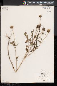 Bidens vulgata image