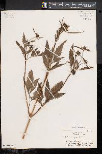 Bidens vulgata image