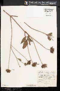 Bidens vulgata image