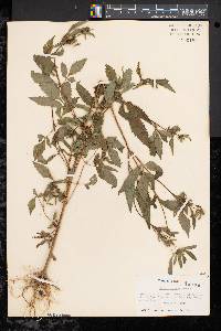 Bidens vulgata image