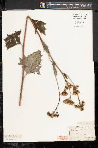 Arnoglossum atriplicifolium image