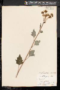 Arnoglossum atriplicifolium image