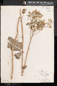 Arnoglossum atriplicifolium image