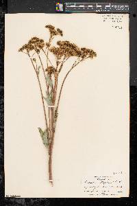 Arnoglossum atriplicifolium image