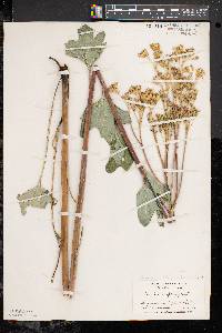 Arnoglossum atriplicifolium image