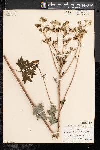 Arnoglossum atriplicifolium image