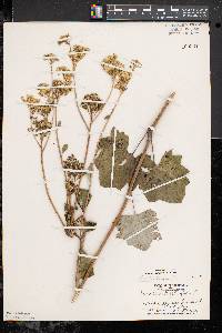 Arnoglossum atriplicifolium image