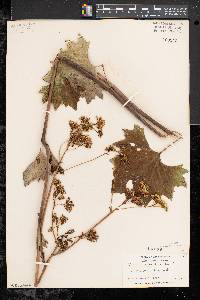 Arnoglossum atriplicifolium image