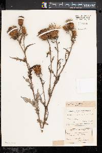 Cirsium altissimum image