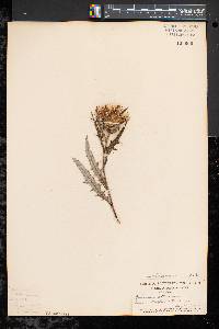 Cirsium altissimum image