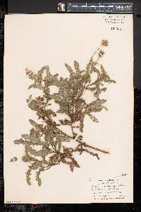 Cirsium arvense var. arvense image