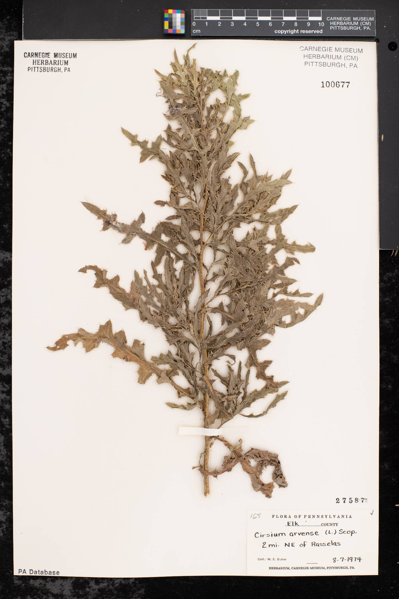 Cirsium arvense var. arvense image
