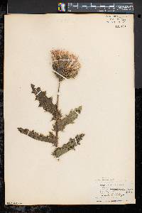 Cirsium pumilum image