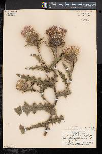 Cirsium pumilum image