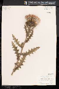 Cirsium pumilum image