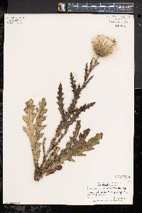 Cirsium pumilum image