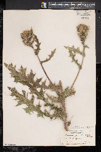 Cirsium pumilum image