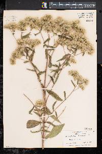 Eupatorium altissimum image