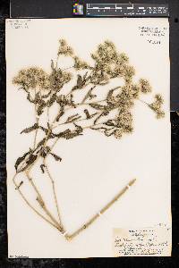 Eupatorium altissimum image