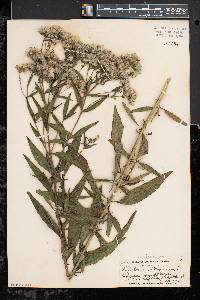 Eupatorium altissimum image