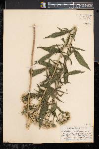 Eupatorium altissimum image