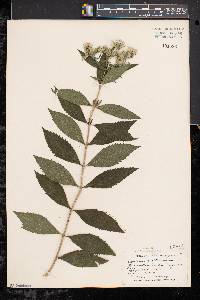 Eupatorium altissimum image