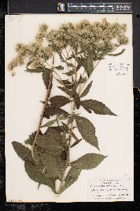 Eupatorium altissimum image