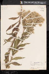 Eupatorium altissimum image