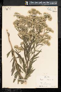 Eupatorium altissimum image