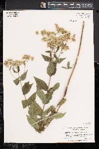 Eupatorium altissimum image