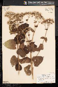 Eupatorium aromaticum image